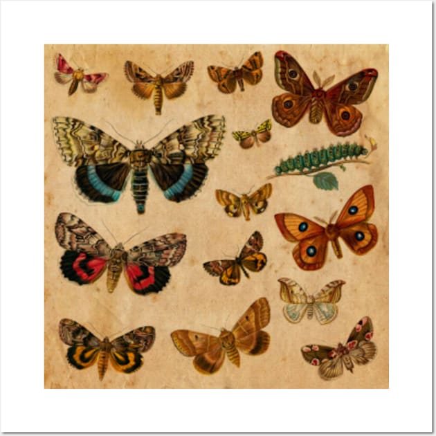 Watercolour Butterflies Wall Art by My Artsam